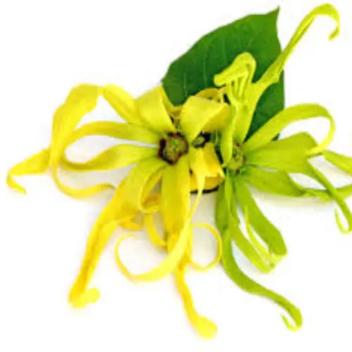 Fragancia de Ylang Ylang - Mylottush