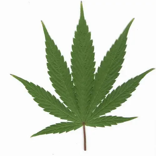 aceite de hemp cañamo marihuana