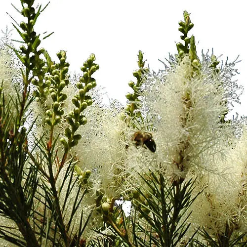 Aceite esencial de árbol de té orgánico