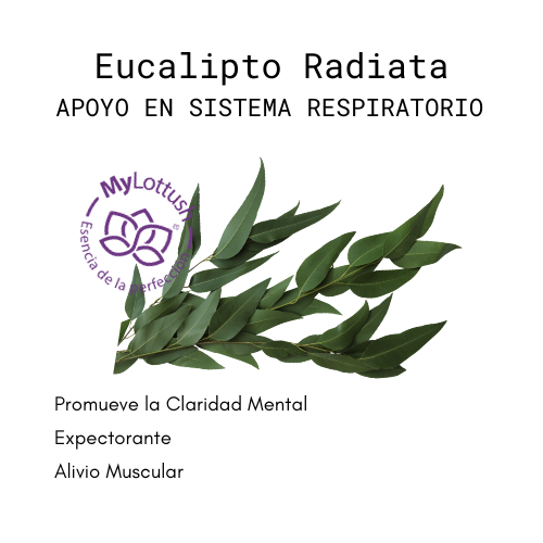 aceite esencial de eucalipto radiata mylottush