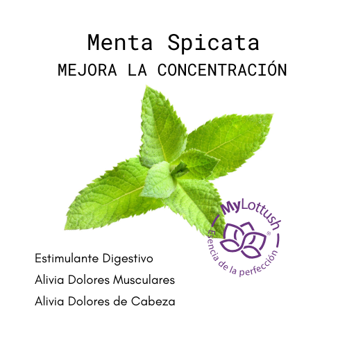 aceite esencial de menta spicata mylottush
