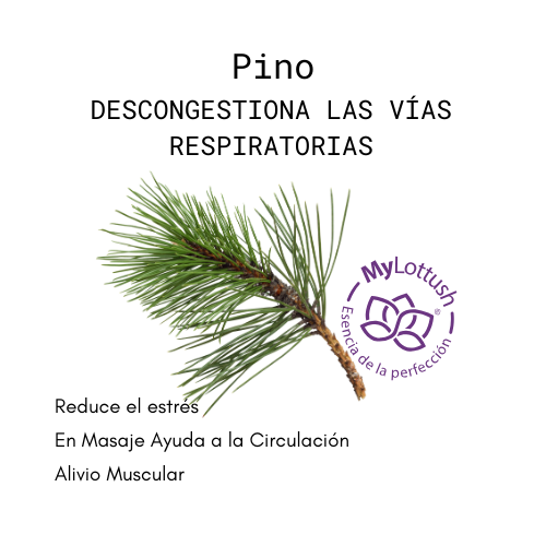 aceite esencial de pino mylottush