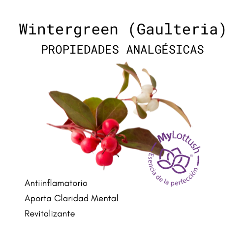 aceite esencial del wintergreen gaulteria mylottush