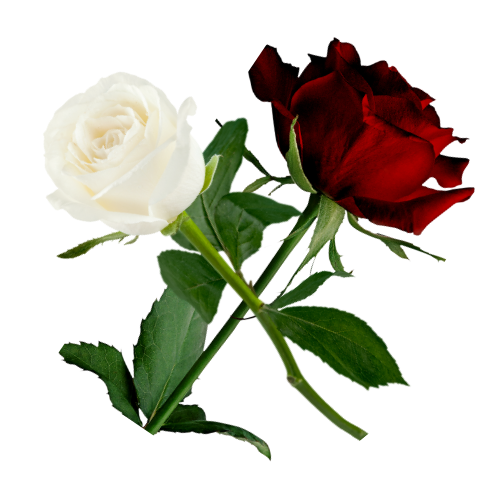Fragancia Fresh Roses Bouquet 60 ml