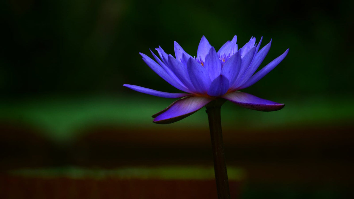 Loto Azul ingrediente iluminador cosmética natural